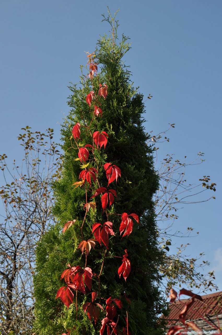 Осень с Sasha doll. От зеленого к красному (фото 3)