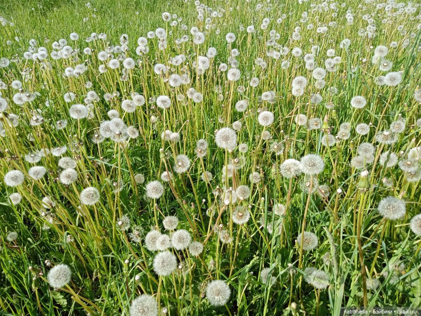 Один раз в год сады цветут