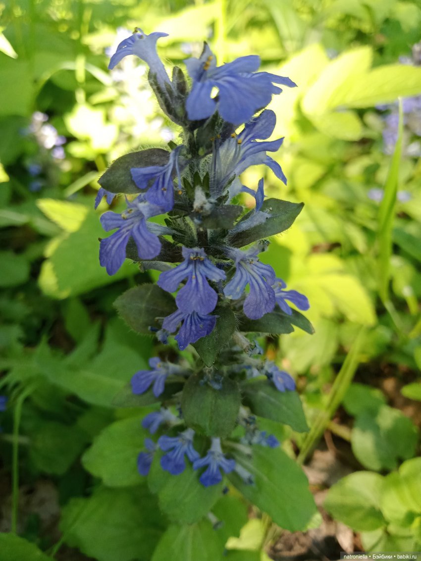 Один раз в год сады цветут