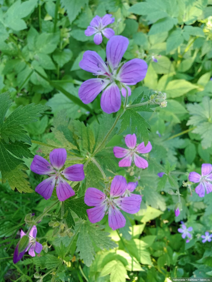 Один раз в год сады цветут