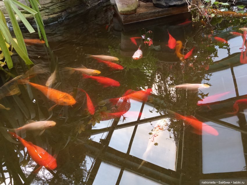 Знакомьтесь - Лин-Лин! Знакомьтесь - весна