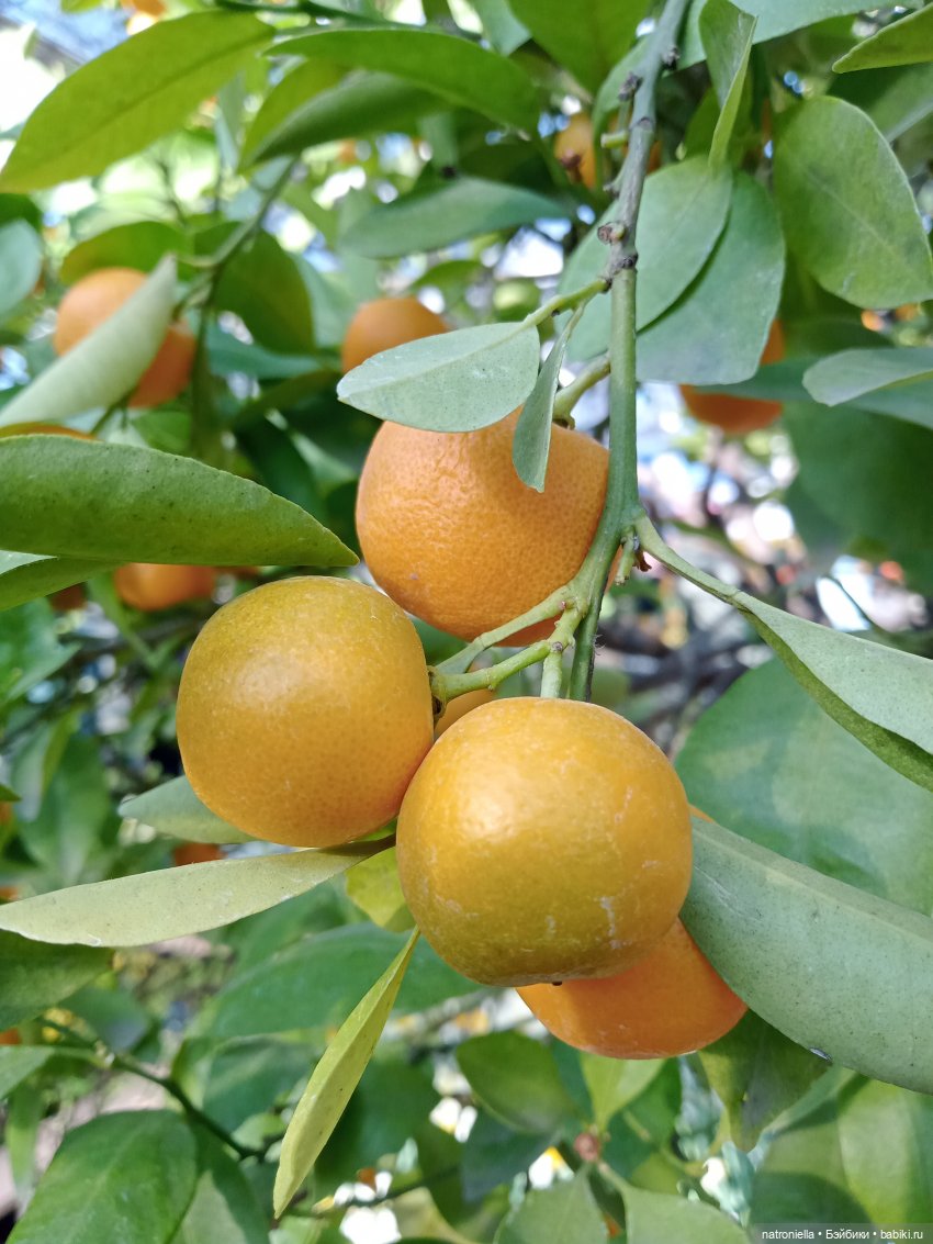 Знакомьтесь - Лин-Лин! Знакомьтесь - весна (фото 6)