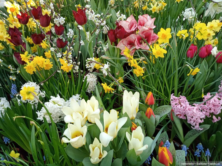 Знакомьтесь - Лин-Лин! Знакомьтесь - весна (фото 3)