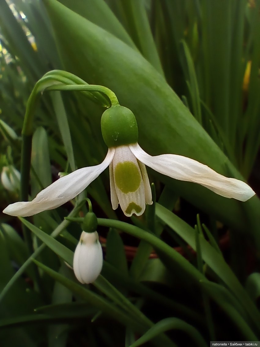 Знакомьтесь - Лин-Лин! Знакомьтесь - весна