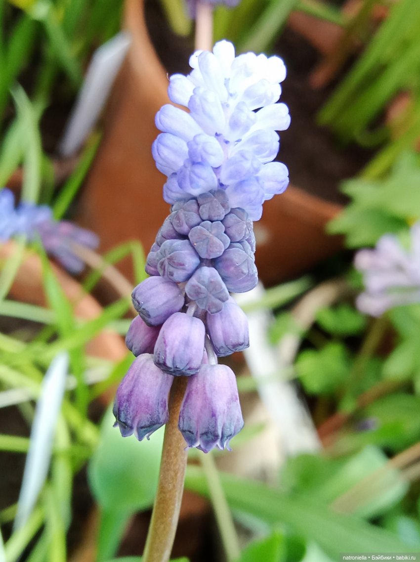 Знакомьтесь - Лин-Лин! Знакомьтесь - весна