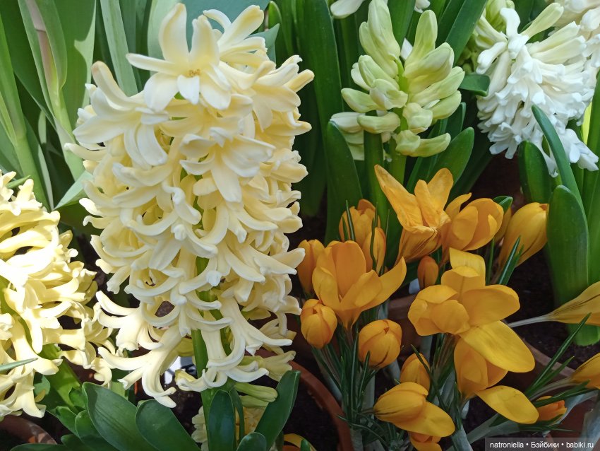 Знакомьтесь - Лин-Лин! Знакомьтесь - весна