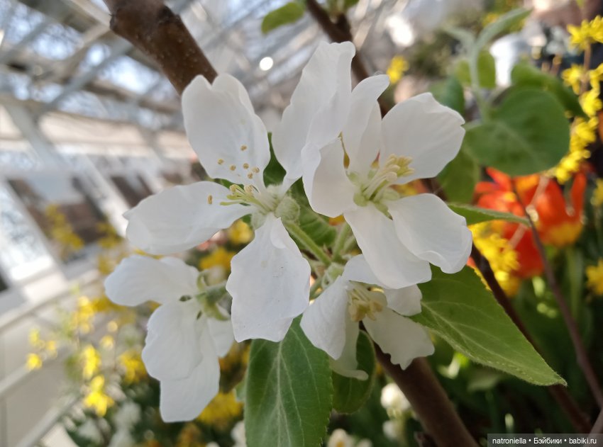 Знакомьтесь - Лин-Лин! Знакомьтесь - весна