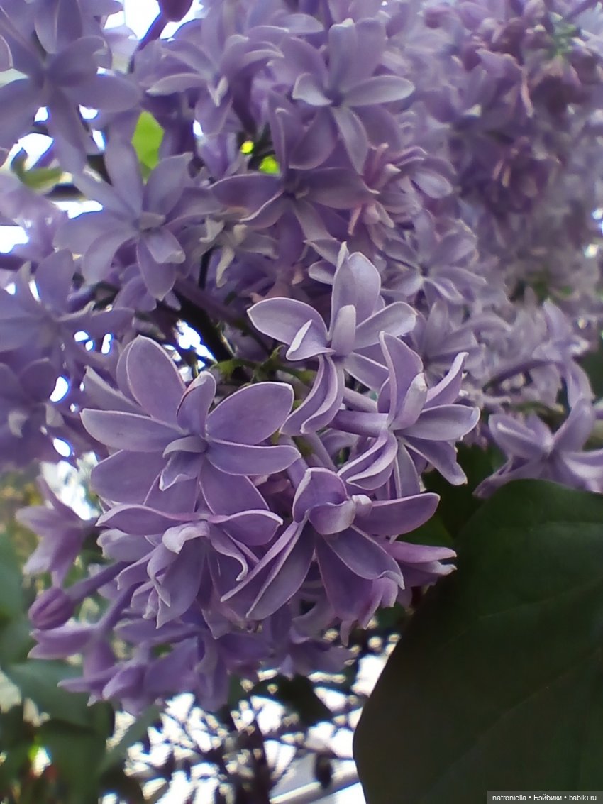 Знакомьтесь - Лин-Лин! Знакомьтесь - весна