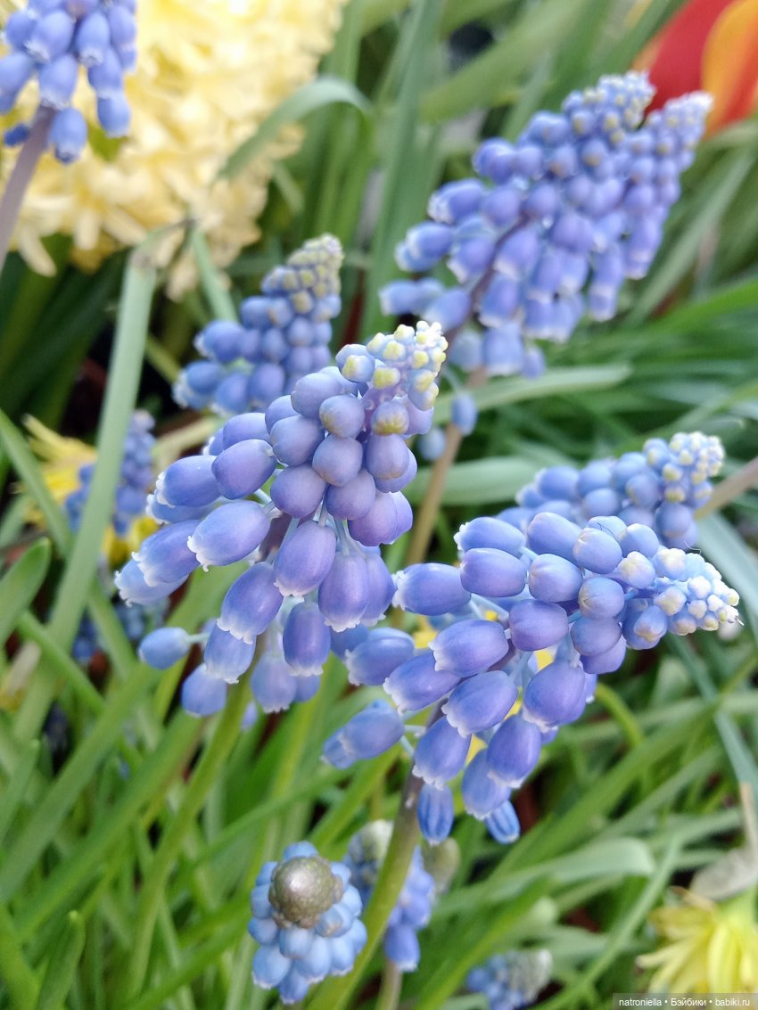Знакомьтесь - Лин-Лин! Знакомьтесь - весна