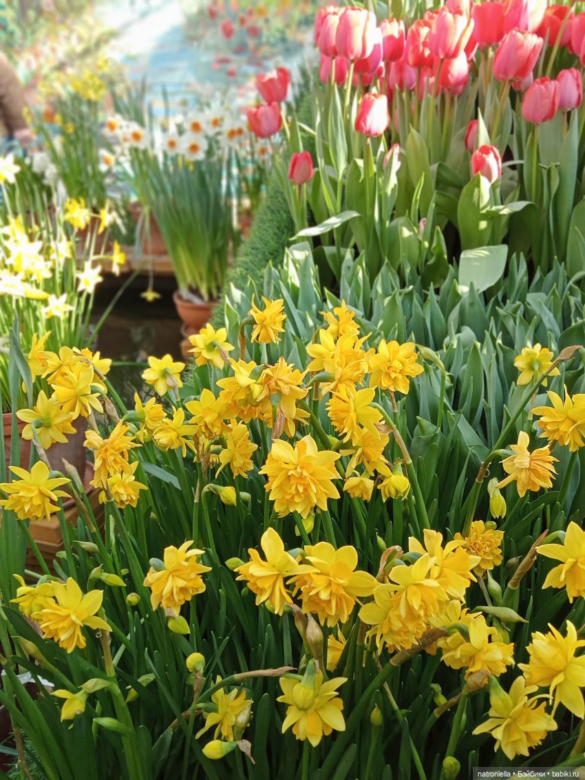 Знакомьтесь - Лин-Лин! Знакомьтесь - весна (фото 2)