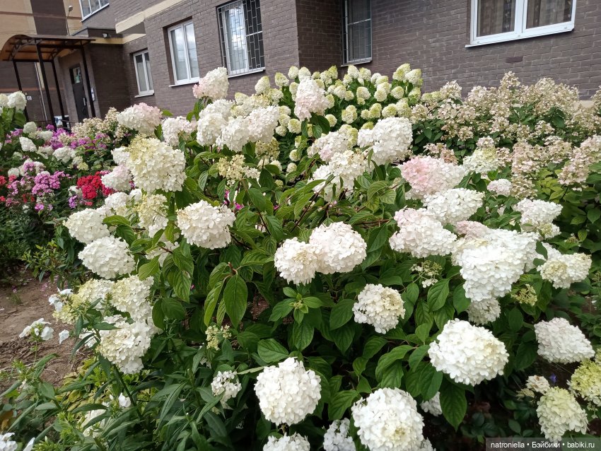 Лето с Пенни Брайт — Винтажные куклы ГДР (Немки): Бигги (фото 4)