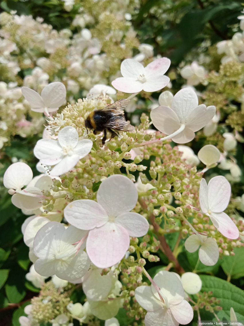 Лето с Пенни Брайт — Винтажные куклы ГДР (Немки): Бигги (фото 9)