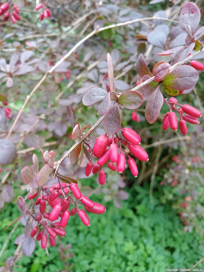 Первые краски осени — Куклы Sasha Morgenthaler (Саша Моргенталер): Trendon