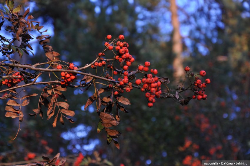 Первые краски осени — Куклы Sasha Morgenthaler (Саша Моргенталер): Trendon