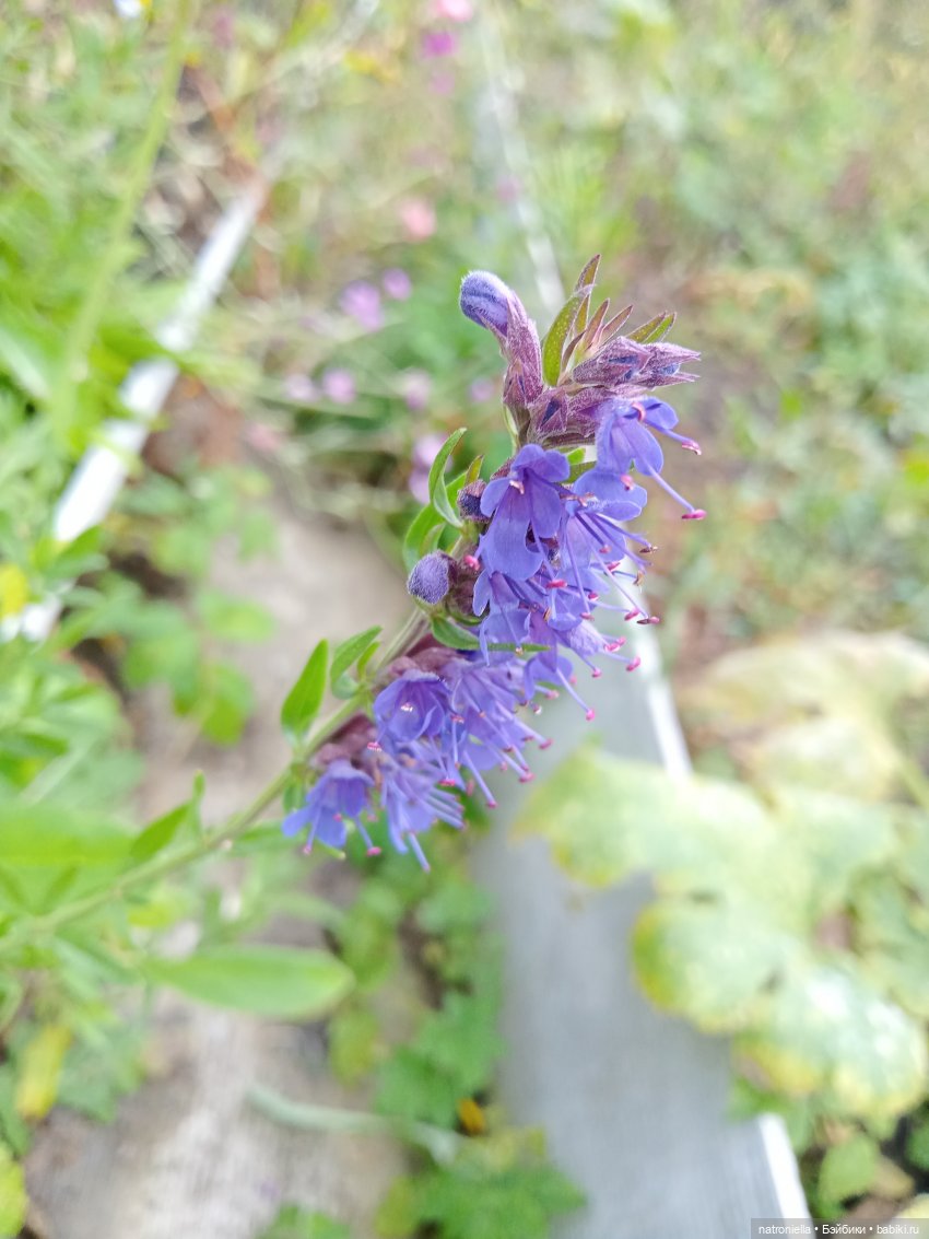 Первые краски осени — Куклы Sasha Morgenthaler (Саша Моргенталер): Trendon (фото 9)