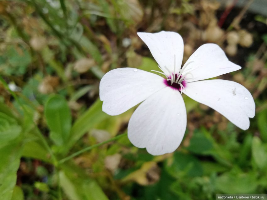 Первые краски осени — Куклы Sasha Morgenthaler (Саша Моргенталер): Trendon