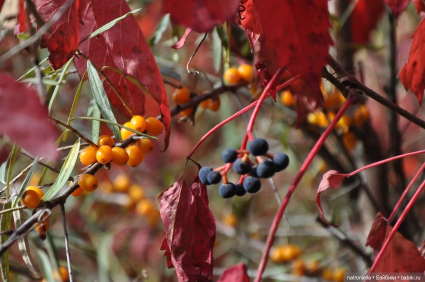 Первые краски осени — Куклы Sasha Morgenthaler (Саша Моргенталер): Trendon