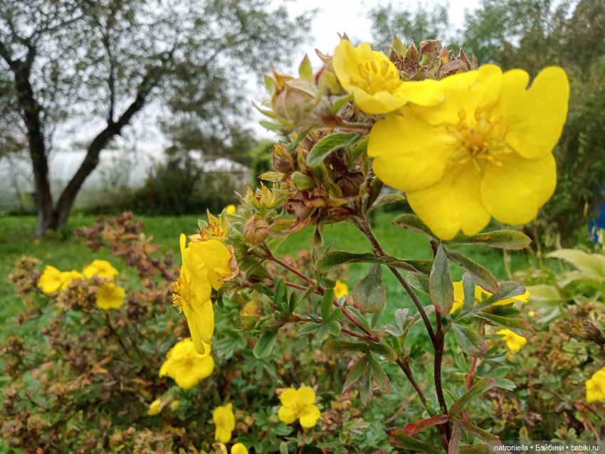 Первые краски осени — Куклы Sasha Morgenthaler (Саша Моргенталер): Trendon (фото 10)