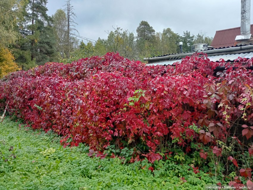 Первые краски осени — Куклы Sasha Morgenthaler (Саша Моргенталер): Trendon (фото 5)