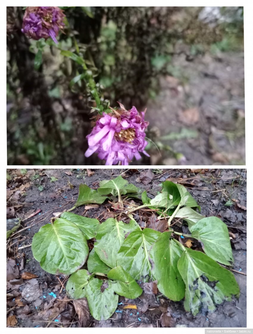 Такая разная Саша — Куклы Sasha Morgenthaler (Саша Моргенталер): Trendon (фото 2)