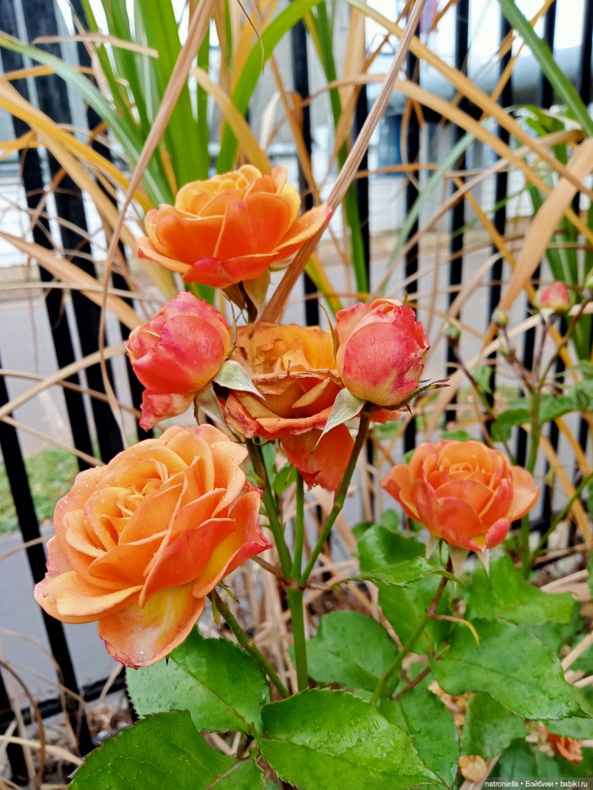 Такая разная Саша — Куклы Sasha Morgenthaler (Саша Моргенталер): Trendon