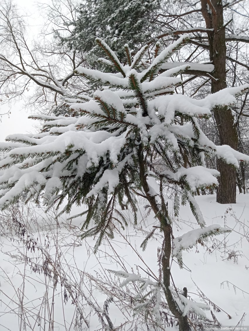 Такие разные Минуш — Куклы Sylvia Natterer (Сильвия Наттерер): Gotz (фото 2)