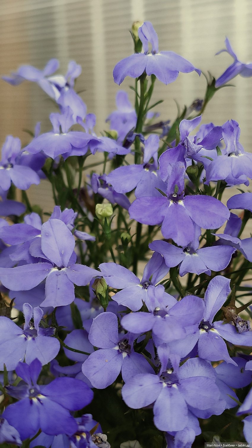 J-Doll: моя июльская феечка (фото 4)