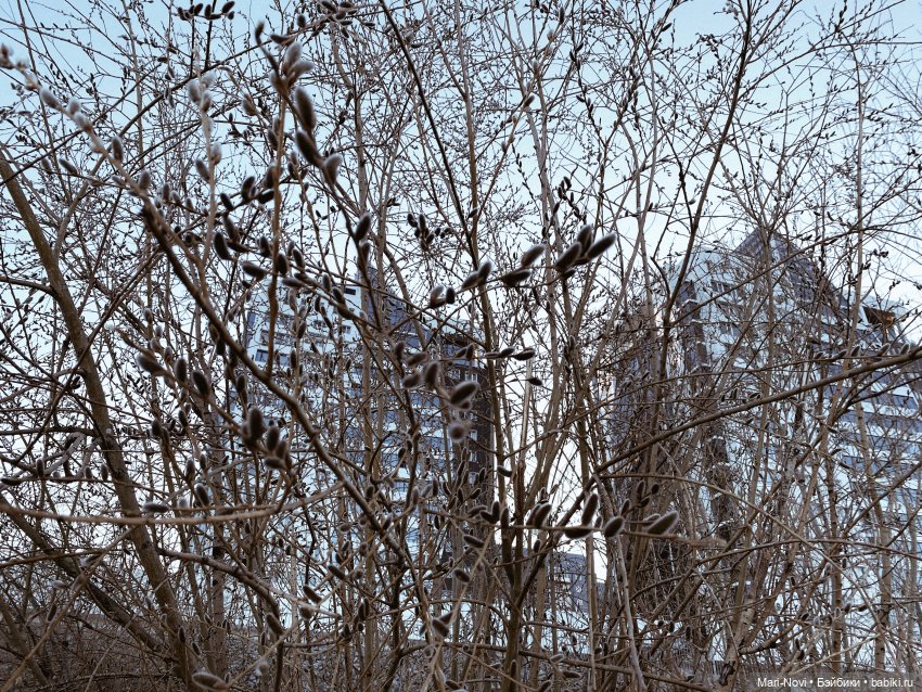 Прогулки с Тейлор Анжелик (фото 6)