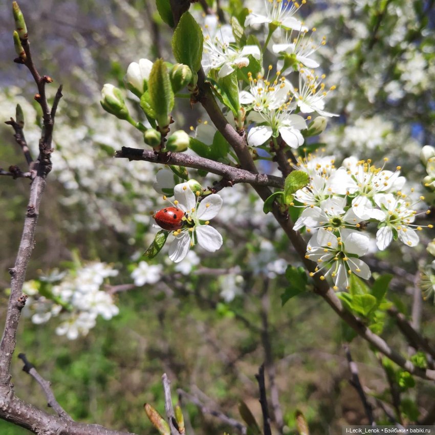 Моя Полинка — Домашние фото авторских кукол: личные коллекции