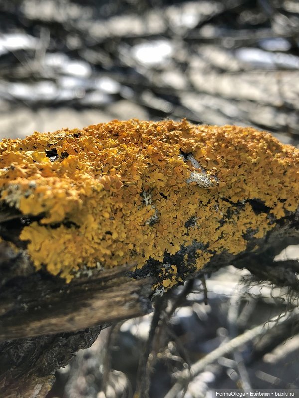 На косе множество удивительных лишайников