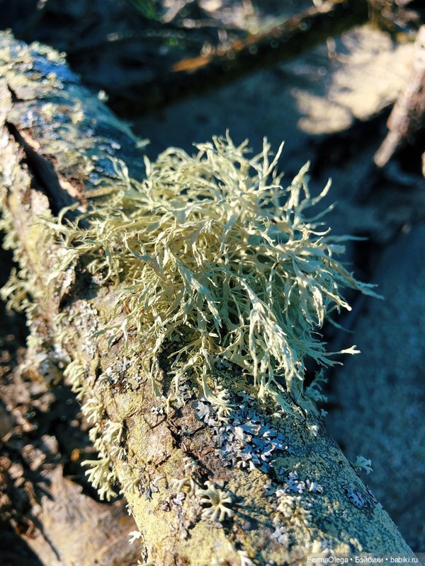 Город-сказка, город-мечта (фото 2)