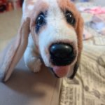 Собачка старенькая