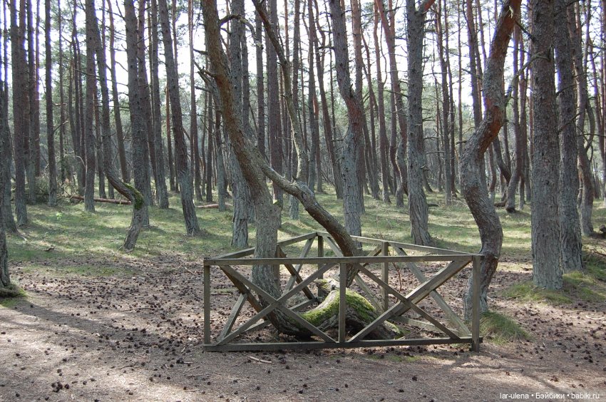 Летнее путешествие Баболки (фото 6)