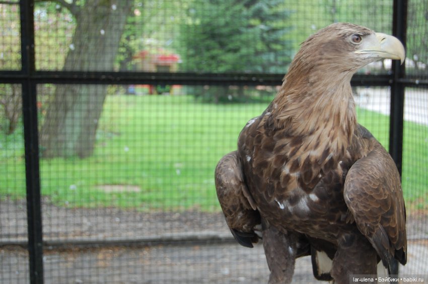 Летнее путешествие Баболки (фото 4)