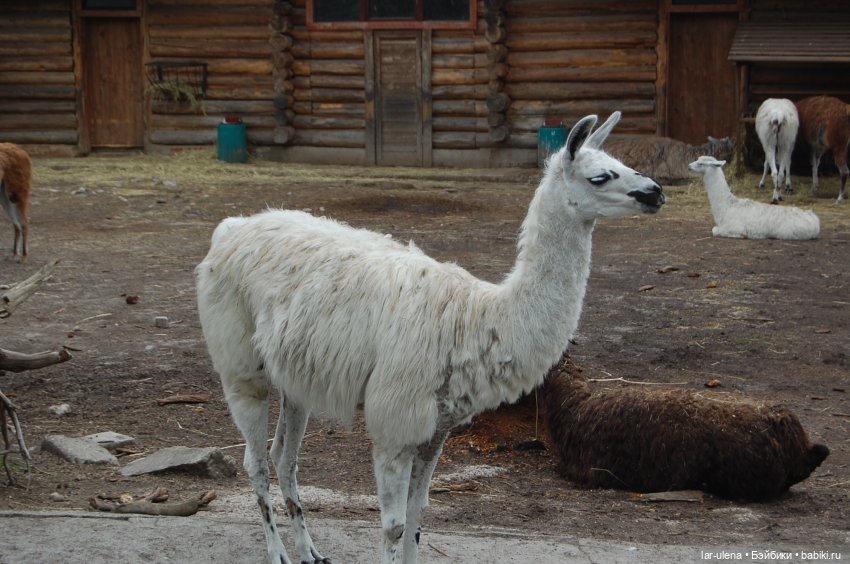 Летнее путешествие Баболки (фото 5)
