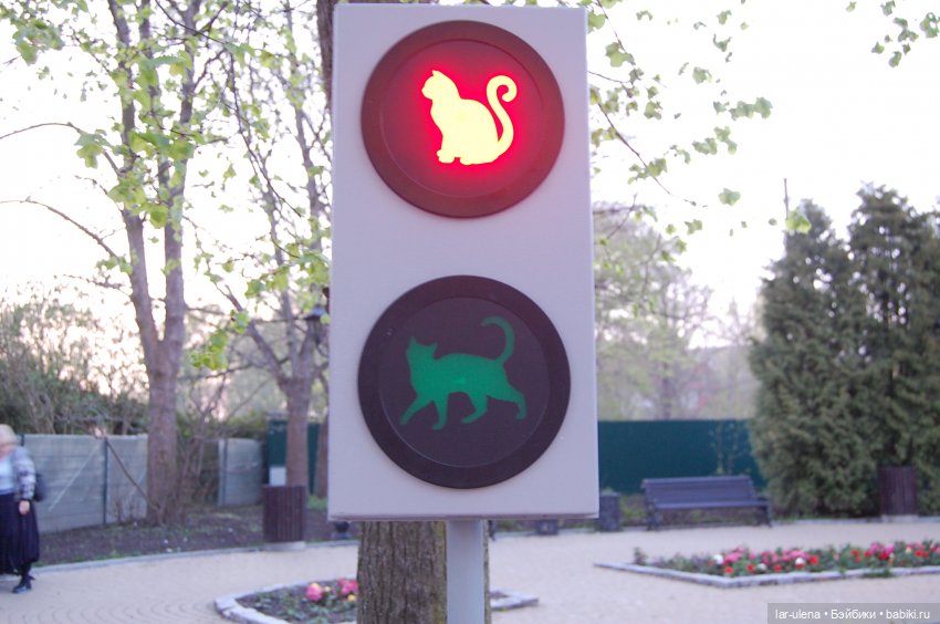 город котиков