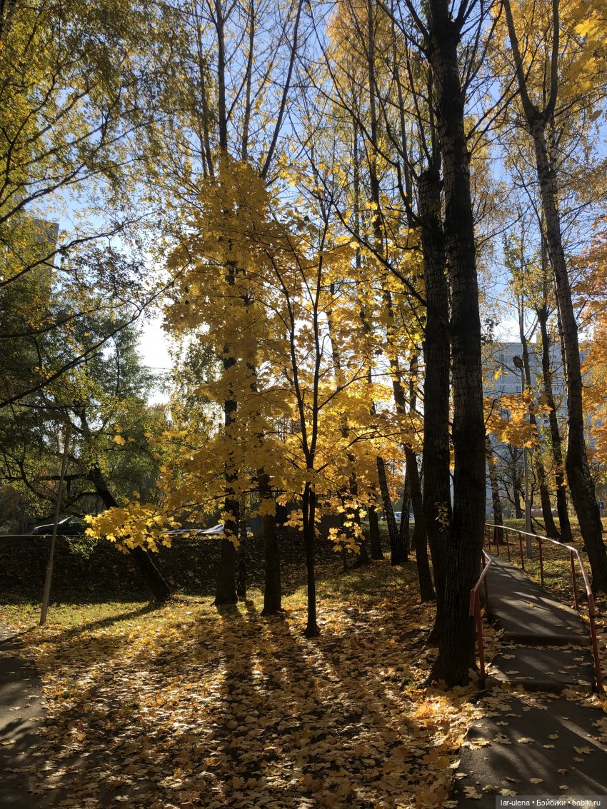 Золотая осень — Болталка и разговоры обо всем: жизнь