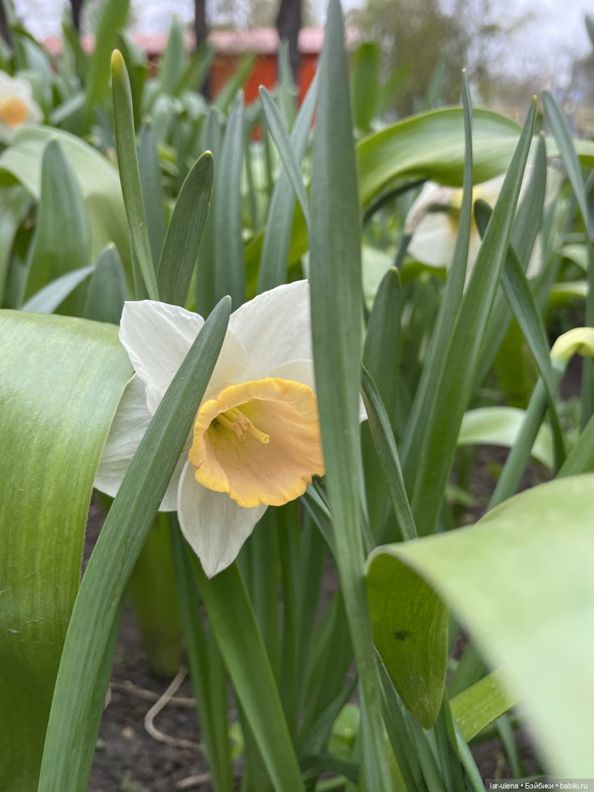 Майские прогулки — Игровые куклы разных производителей (Разное): редкие бренды (фото 8)