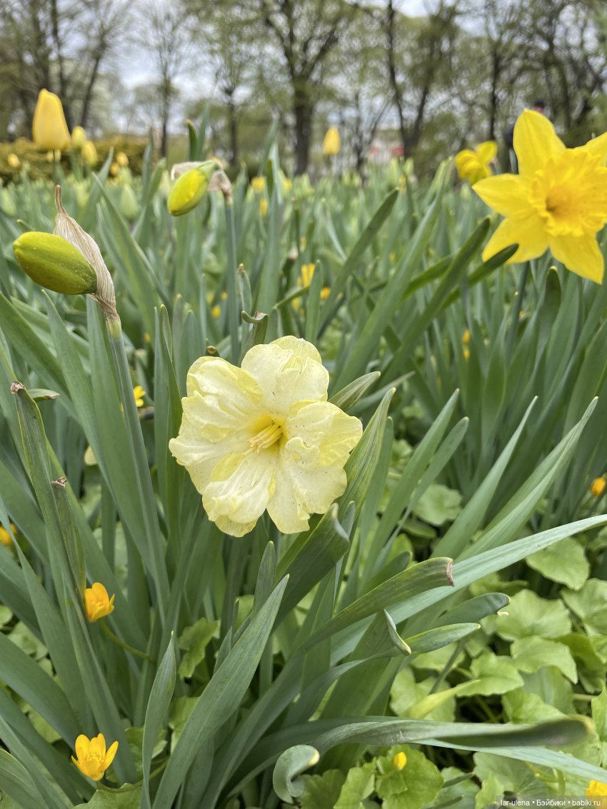 Майские прогулки — Игровые куклы разных производителей (Разное): редкие бренды (фото 3)