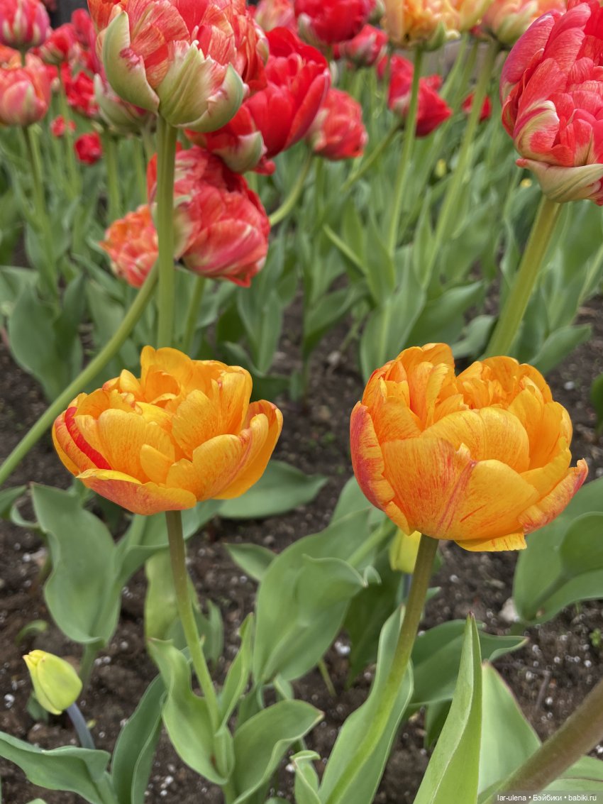 Майские прогулки — Игровые куклы разных производителей (Разное): редкие бренды (фото 6)