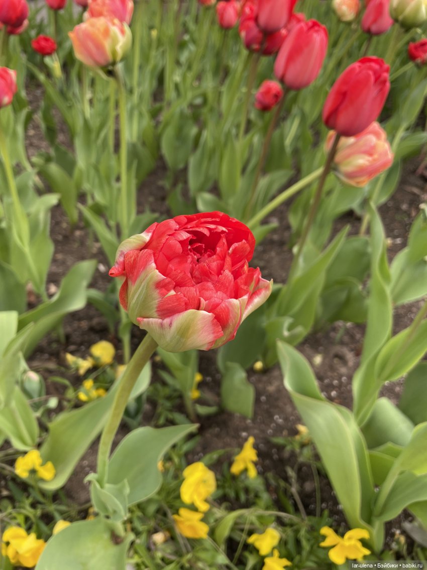 Майские прогулки — Игровые куклы разных производителей (Разное): редкие бренды (фото 5)