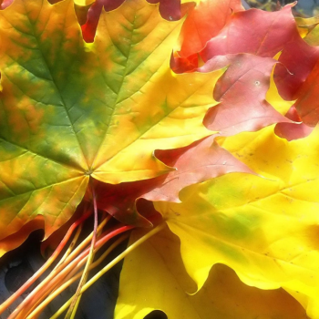 Апатамушта и К  часть 35