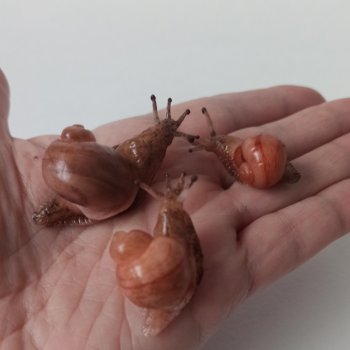 Творческие мечталки