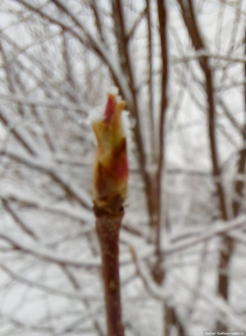 Зима недаром злится — Игровые куклы разных производителей (Разное): редкие бренды (фото 9)