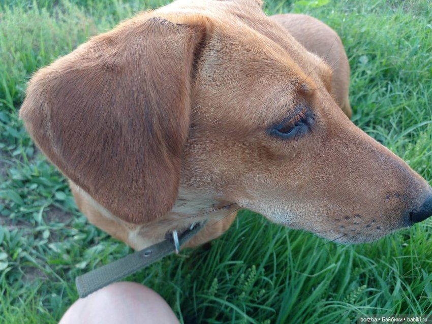 Моя Хрюландия — Интересные игрушки и фигурки (разное): редкие (фото 5)