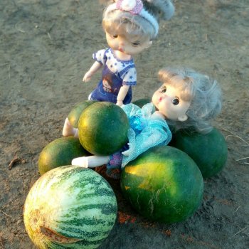 Полосатое солнце