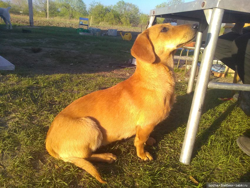 Лиза - участник и помощник на стройке)))))