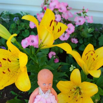 Вероника и цветочки