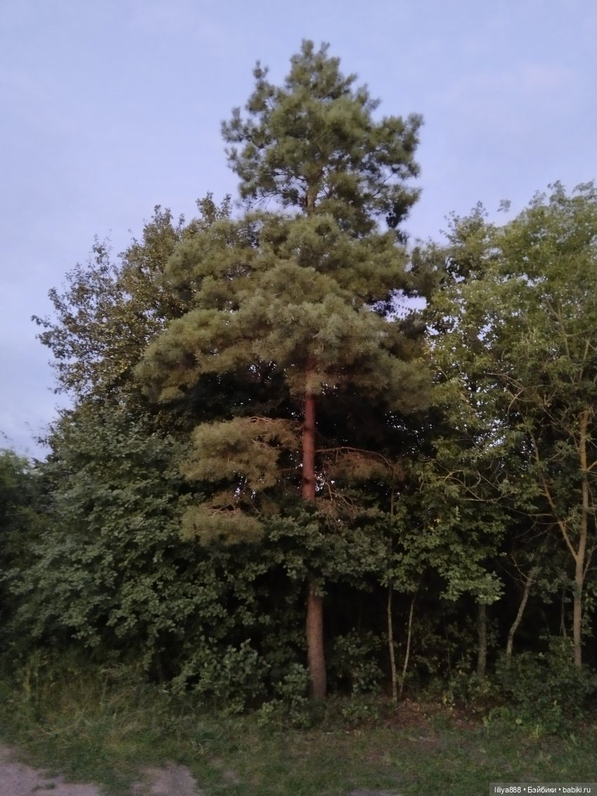 Дачница 🧸(Из цикла "Реалистичные куклы"-2) (фото 10)