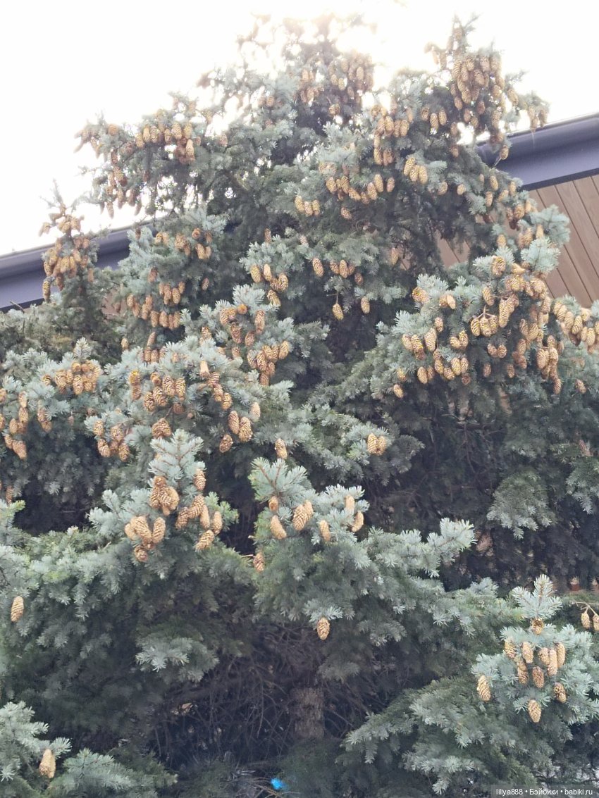 Майя Мила Море 🚉🌊(1) — Куклы Ruby Red (Руби Ред) Fashion Friends: Siblies